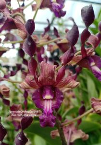 Dendrobium Renjana Walya