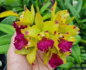 Rhyncattleanthe Chomyong Fairy