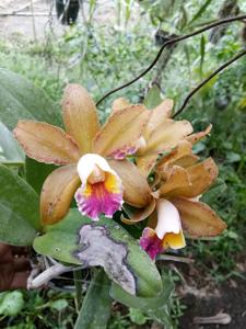 Rhyncholaeliocattleya Divine Beauty