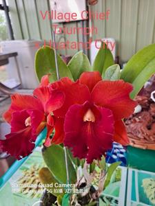 Rhyncholaeliocattleya Village Chief Triumph-Huatand City