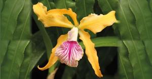 Cattleya velutina-grandis