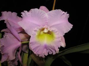 Rhyncholaeliocattleya Memoria Jean Morris