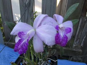 Laeliocattleya Pan Am