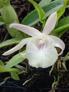 Dendrobium Lumajang Unique