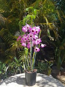 Dendrobium Gatton Monarch