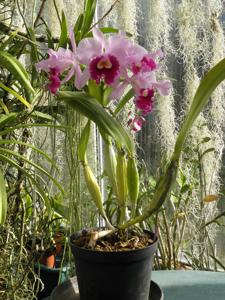 Cattleya Rheinnixe