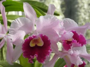 Cattleya Rheinnixe