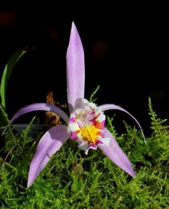 Pleione Confirmation