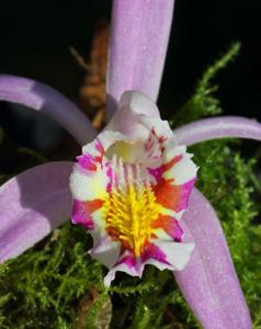 Pleione Confirmation