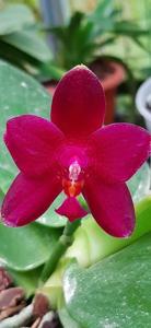 Phalaenopsis Teoh Tee Teong