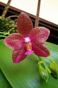 Phalaenopsis Jordan's Bright Sun