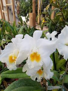 Rhyncholaeliocattleya Avadream