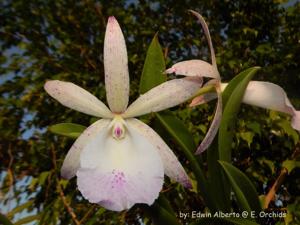 Brassocattleya Walter August