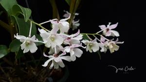 Dendrobium Niep Snowflake