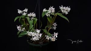 Dendrobium Niep Snowflake