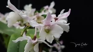 Dendrobium Niep Snowflake