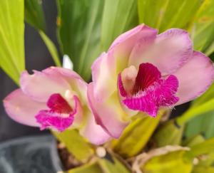 Bifrenaria Outland