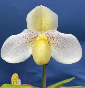 Paphiopedilum Mellow Yellow