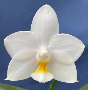 Phalaenopsis Tristar Snow Princess