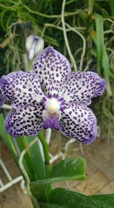 Papilionanda Omar Padron