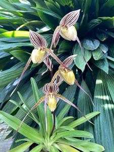 Paphiopedilum Moustache