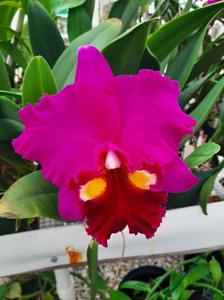 Rhyncholaeliocattleya Always Dream