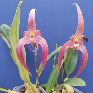 Bulbophyllum Jersey