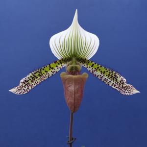 Paphiopedilum Hsinying Alien