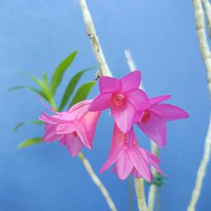 Dendrobium Hsinying Glomo