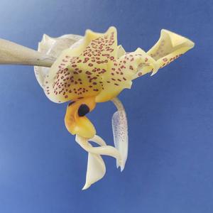 Stanhopea Ronsard