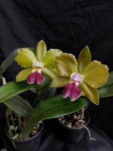 Rhyncholaeliocattleya Chinese Bronze