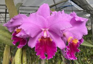 Cattleya Judy Walters