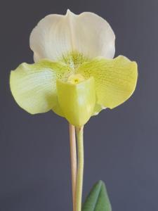 Paphiopedilum White Knight