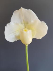 Paphiopedilum White Knight