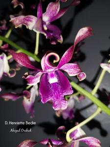 Dendrobium Henriette Bedie