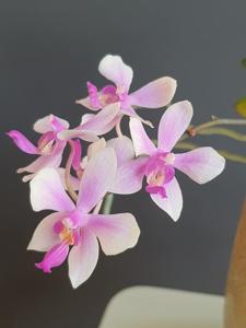 Phalaenopsis Franziska Dream