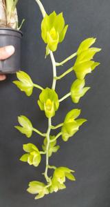 Clowesetum Mariela Soares