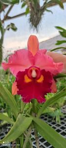 Rhyncholaeliocattleya Salatiga Beauty