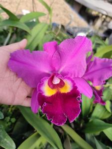 Rhyncholaeliocattleya Salatiga Beauty