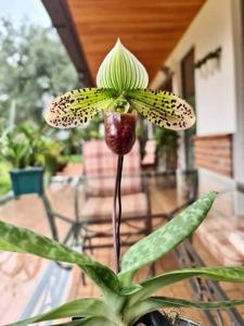 Paphiopedilum Love Wins