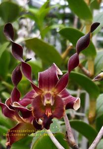 Dendrobium Black Dragon