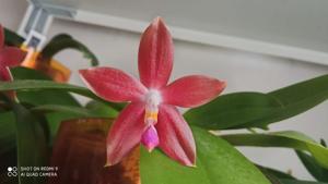 Phalaenopsis Miki C1 Bear