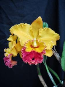 Rhyncholaeliocattleya Marie Spirit