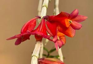 Dendrobium Golden Gate Sunrise