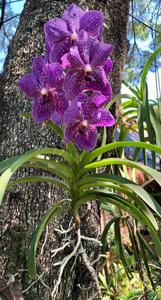 Vanda Pimporn