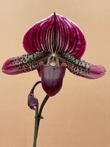 Paphiopedilum Brunello