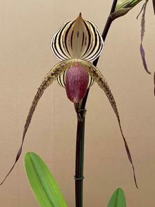 Paphiopedilum Lady Isobel