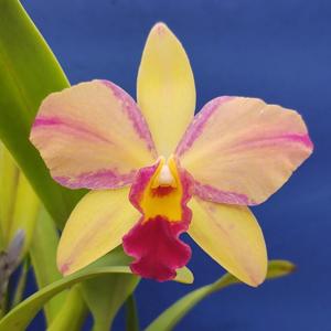 Cattleya Tokyo Life