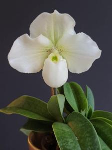 Paphiopedilum Giovanni Bellini