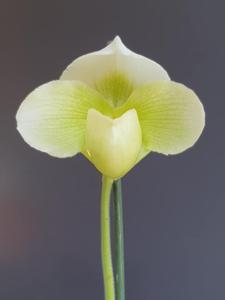 Paphiopedilum Silvara